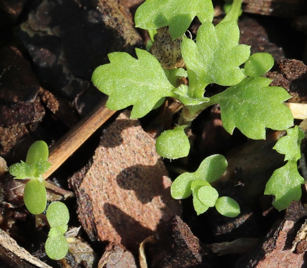 several mugwort seedlings at different stages sprouting from ground