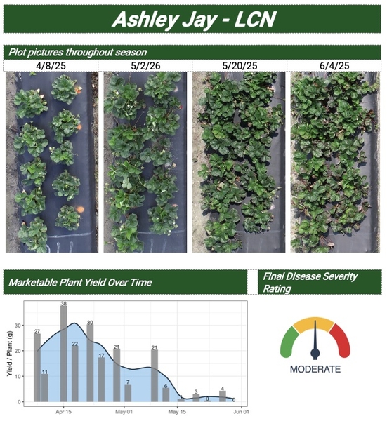 Plot pictures throughout season and graph of Marketable Plant Yield Over Time