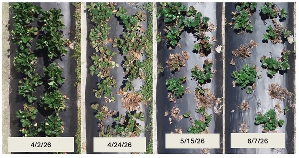 Collage of photos of row of strawberry plants on different dates from April into June