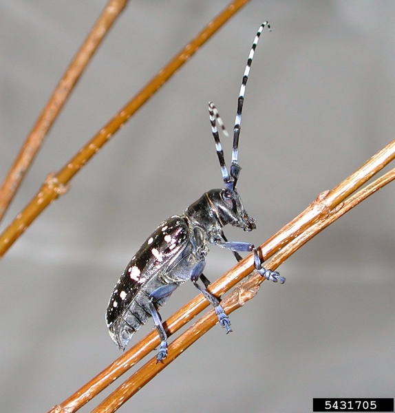Black and white spotted beetle perches on twig.