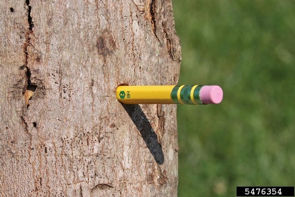 a pencil is sticking out of a hole in a tree