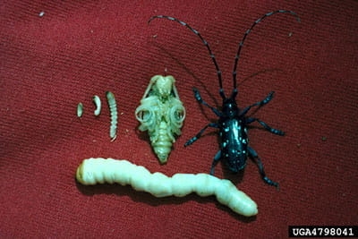 cream colored larvae and pupae next to black and white beetle