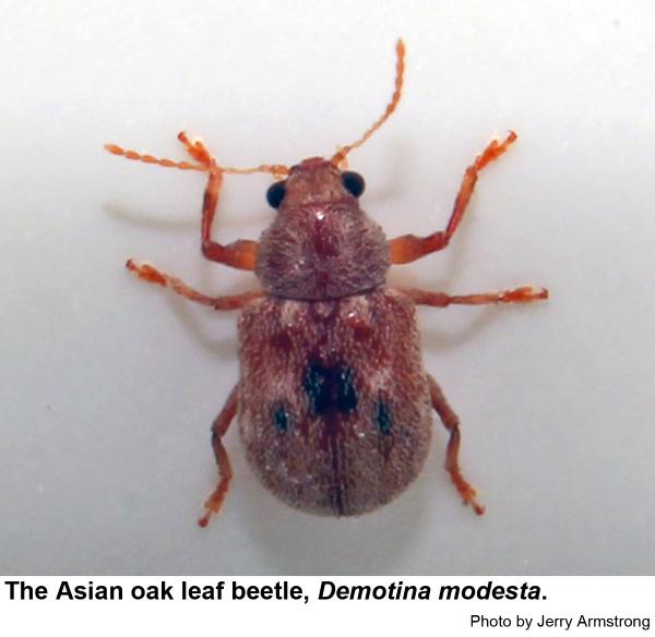 Thumbnail image for Asian Oak Leaf Beetle, Demotina modesta