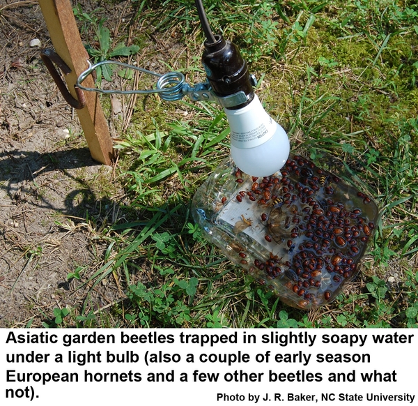 A light bulb suspended over a recycled plastic tray filled with soapy water and many drowned beetles.
