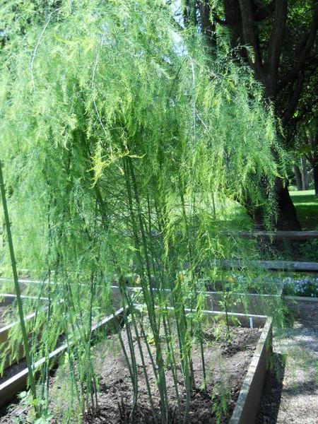 Asparagus in raised bed.