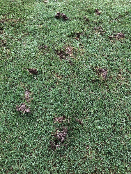 Damaged turf