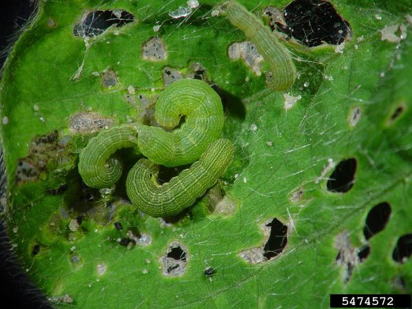Spodoptera exigua larvae on soybean