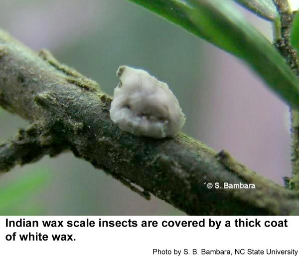 Thumbnail image for Indian Wax Scale Insect