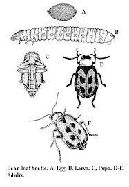 Illustration of the life stages of the bean leaf beetle