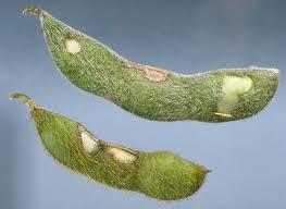 Photo of soybean pods damaged by bean leaf beetle