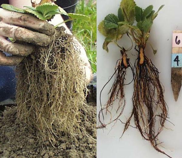 healthy plant roots