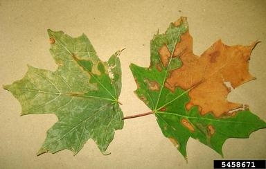 Green maples leaves with discolored areas