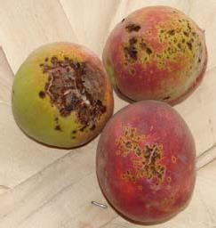 3 peaches with brown spots