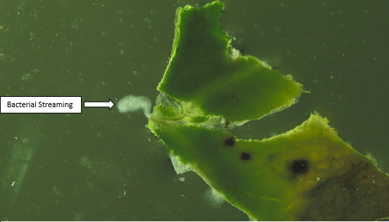 Bacterial streaming of Brassica leaf infected with black rot.