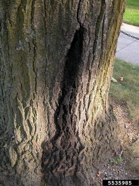 Dark seeping coming out of bark crack