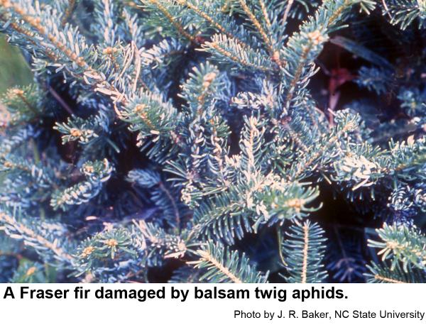 Balsam twig aphids cause twisted needles on Fraser fir.