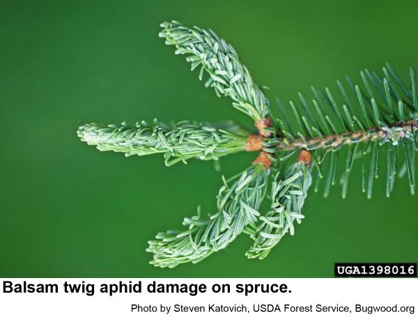 Balsam twig aphids distort the needles of spruces as well as fir