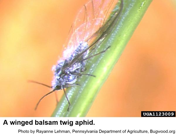 balsam twig aphid