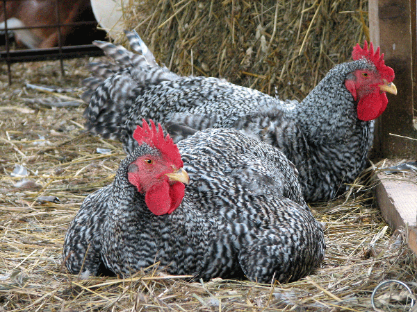 Two black and white mottled chickens nesting in straw