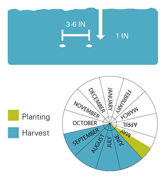 Chart illustrating planting/harvest timeline as well as planting depth for beans
