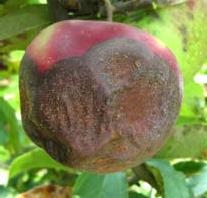 Apple with large area brown and shriveled