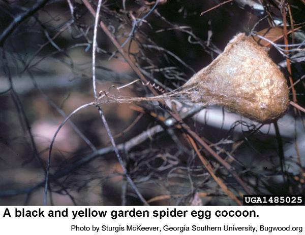 Black and Yellow Garden Spider  NC State Extension Publications