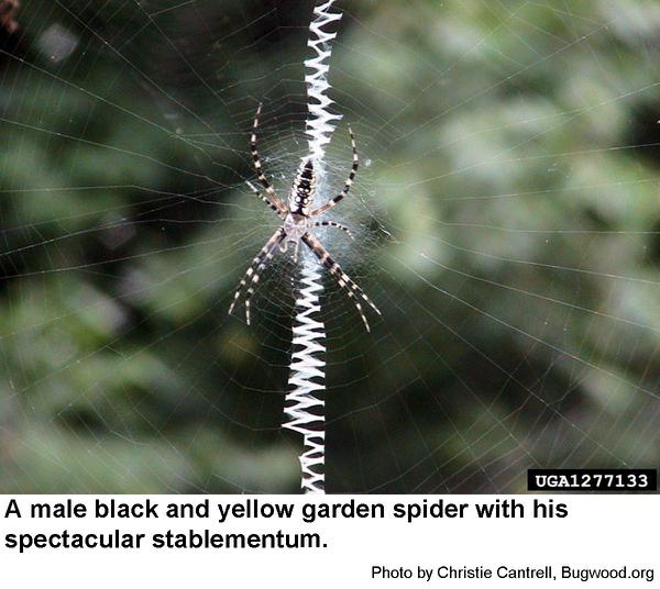 black and yellow garden spider poisonous