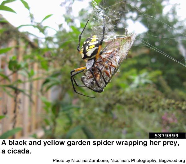 banana spider web zigzag