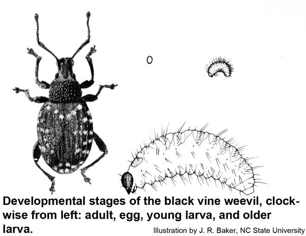 Vine Weevil Control