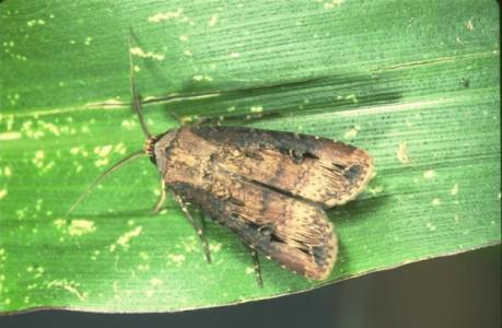 Photo of black cutworm moth