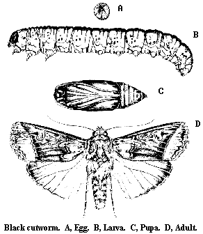 Illustration of black cutworm life stages