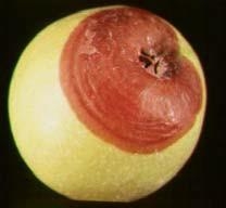 Apple with brown section on bottom