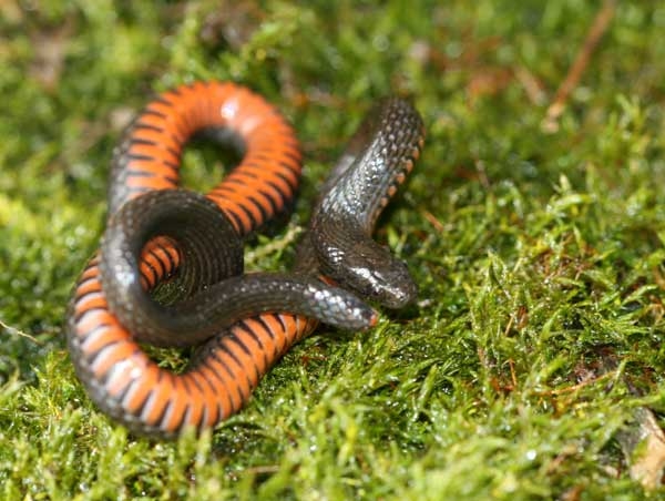 Coiled snake showing a black, smooth, glossy back and orange underside with jagged black edge.