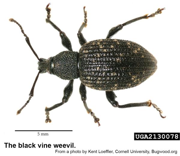 Black vine weevil