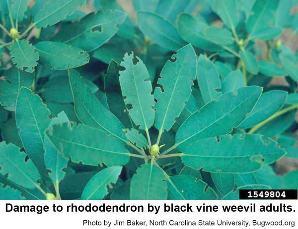 Black vine weevils always chew