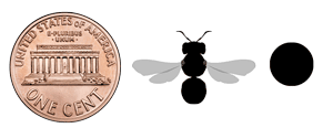 Blue Orchard bee body and tunnel size relative to a penny