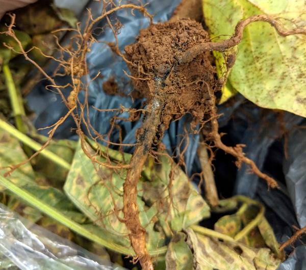 Blue hyphae on soybean roots and crown