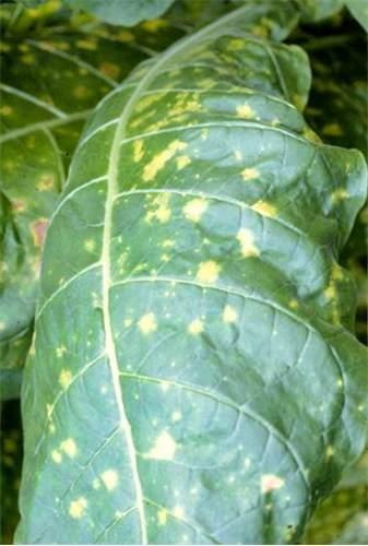 Photo of blue mold lesions on an old burley leaf.