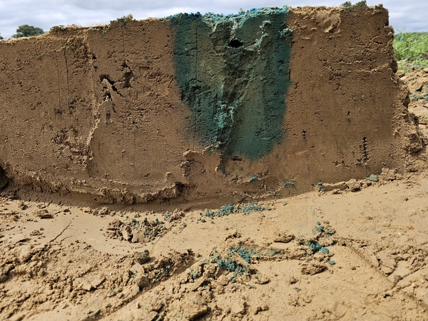 Cross-section of soil with blue dye showing leaching down into the soil