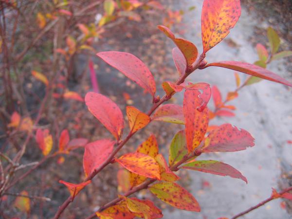 Blueberry fall color and flower buds