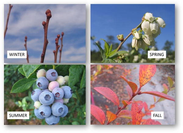 Thumbnail image for Growing Blueberries in the Home Garden