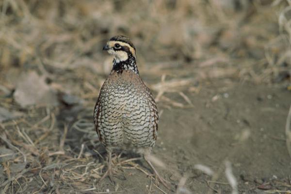 image of a bobwhite quail in a field