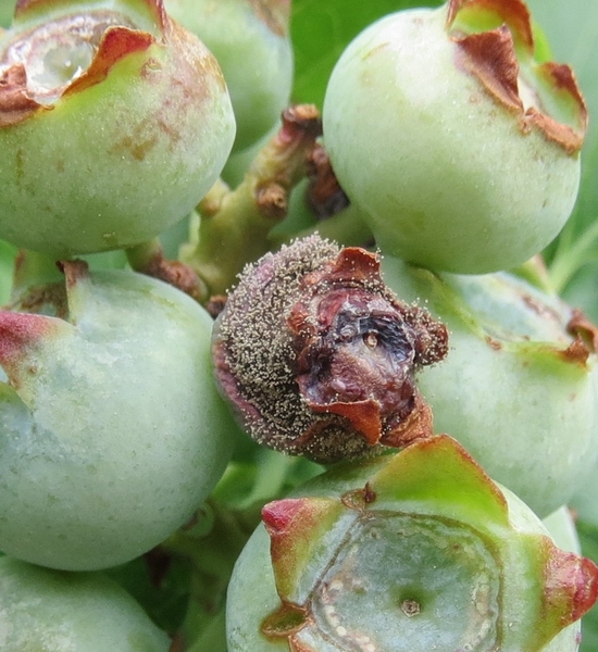 botrytis green blueberry