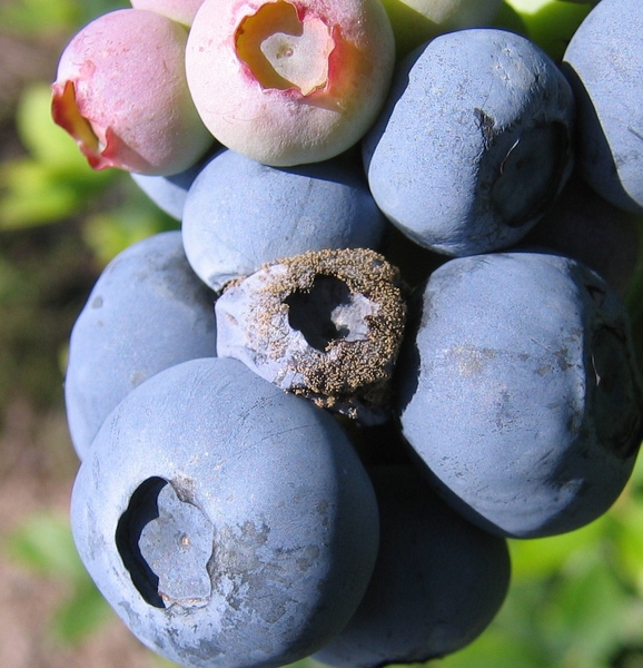 Botrytis ripe blueberry