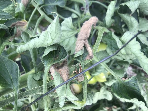 Gray mold leaf lesions caused by Botrytis cinerea on tomato
