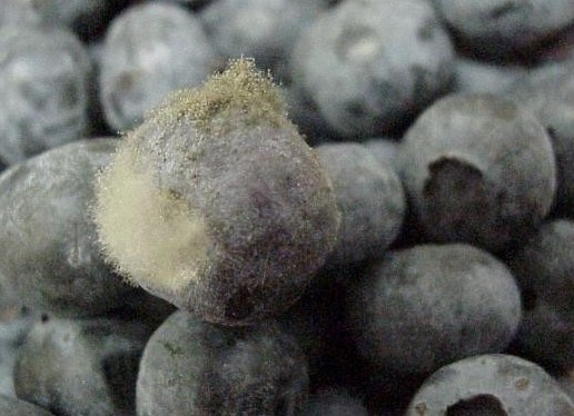 blueberry botrytis postharvest