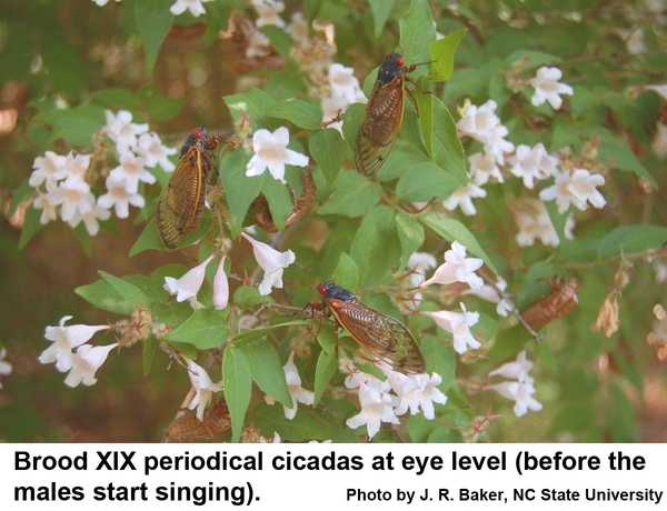 A group of periodical cicadas on a shrub at eye level.
