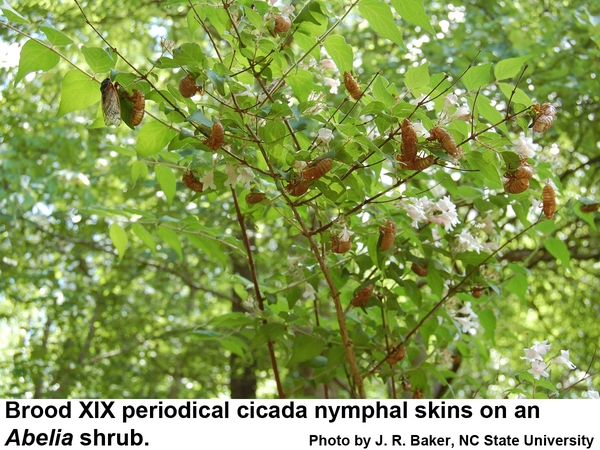 Numerous periodical cicada nymphal skins on an Abelia shrub.