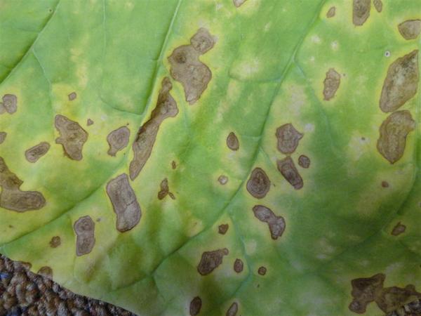 Photo of brown spot on tobacco leaf