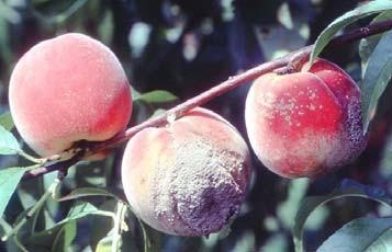 Peaches with gray, rotten areas